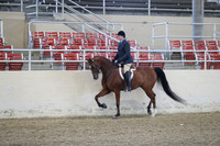 Class 140 HA/AA Hunter Pleasure Mares & Geldings