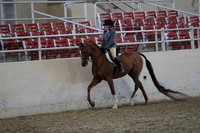 Class 150 Arabian Hunter Pleasure JOTR 14 & Under