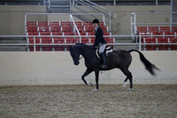 Class 157 Arabian Hunter Pleasure JTR 15-18