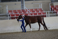 Class 163 Youth Showmanship 18 & under