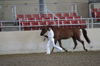 Class 164 Adult Showmanship AATR 19 and Over