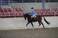 Class 167 Arabian Hunter Pleasure AAOTR Championship