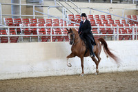 Class 169 Arabian Country English Pleasure Championship