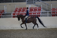 Class 179 Arabian Hunter Pleasure Championship