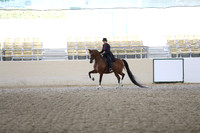 Class 183 Arabian English Pleasure Championship