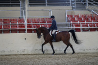 Class 189 Arabian Hunter Pleasure Championship JOTR