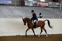 Class 4 Arabian Hunter Pleasure Jr Horses