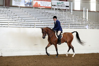 Class 16 Arabian Hunter Pleasure Limit Horses