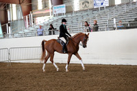 Class 25 Arabian Hunter Pleasure Geldings