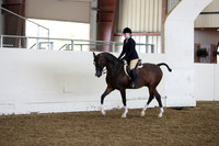 Class 33 Arabian Hunter Pleasure JOTR 14-18