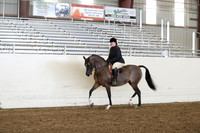 Class 35 Arabian Hunter Pleasure JOTR 13 & Under