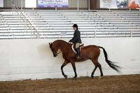 Class 48 Arabian Hunter Pleasure Open