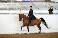 Class 56 Arabian Country English Pleasure ATR Select Rider
