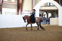 Class 58 Arabian Ladies Side Saddle Horses Open