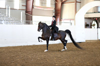 Class 60 Arabian English Pleasure JTR 18 & Under