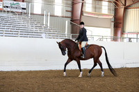 Class 62 Arabian Hunter Pleasure AAOTR 40 & Over