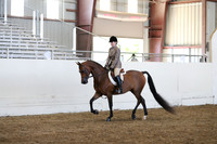 Class 70  Arabian Hunter pleasure Championship JOTR 14-18
