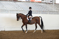Class 77 Arabian Hunter Pleasure Walk/Trot JTR
