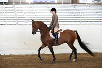 Class 79 Arabian Hunter Pleasure JTR 14-18