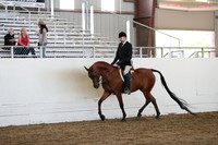 Class 83 Arabian Hunter Pleasure Championship