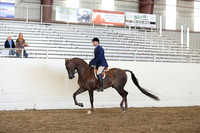 Class 86 HA/AA Hunter Pleasure Championship