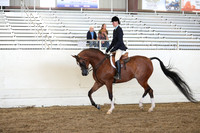 Class 89 Arabian Hunter Pleasure Championship AATR Choice & Elite Riders