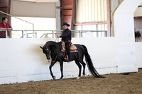 Class 91 Arabian Western Pleasure Championship
