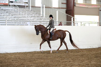 Class 131 Arabian Hunter Pleasure Championship AOTR