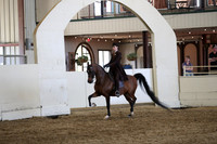 Class 133 Arabian Country English Pleasure Championship JTR