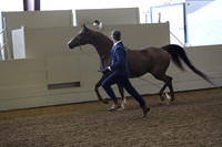 Class 301 Pacific Slope Champ HA/AA Gelding in Hand