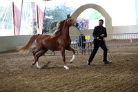 Class 304 Pacific Slope Champ Arabian Mare Breeding