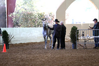 Class 311 Pacific Slope Champ Adult Showmaship