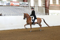 Class 312 Pacific Slope Champ Arabian English Show Hack Open