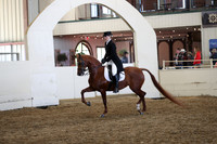 Class 326 Pacific Slope Champion HA/AA English Show Hack ATR