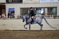 Class 332 Pacific Slope Champion Arabian Hunter Pleasure AAOTR