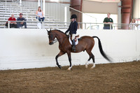 Class 342 Pacific Slope Champion Arabian HJunter Pleasure JTR 18 yrs /under