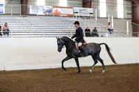 Class 343 Pacific Slope Champion Arabian Hunter Pleasure Junior Horse 5 & Under