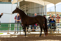 AHANC19_B_SAT_5081