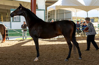 AHANC19_B_SAT_5088