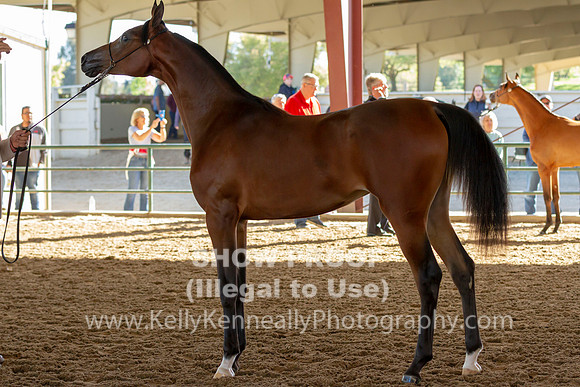 AHANC19_B_SAT_5148