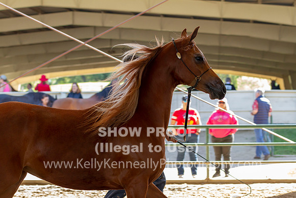 AHANC19_B_SAT_5192