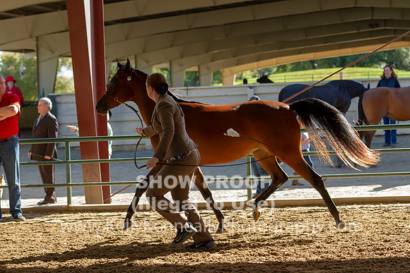 AHANC19_B_SAT_5203