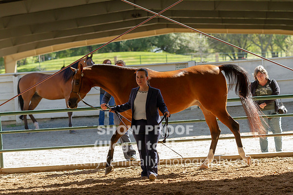 AHANC19_B_SAT_5538