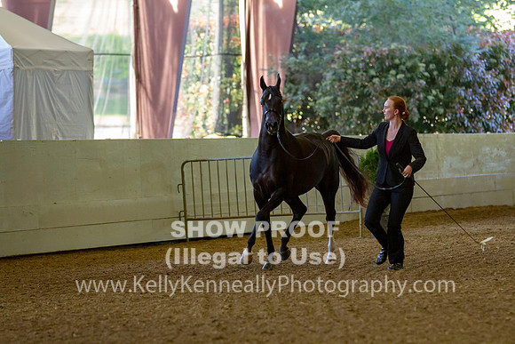 AHANC19_B_PS_Halter_5976