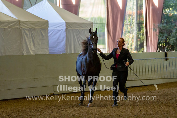 AHANC19_B_PS_Halter_5978