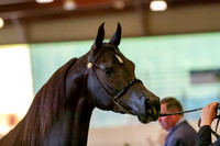 AHANC19_B_PS_Halter_6002