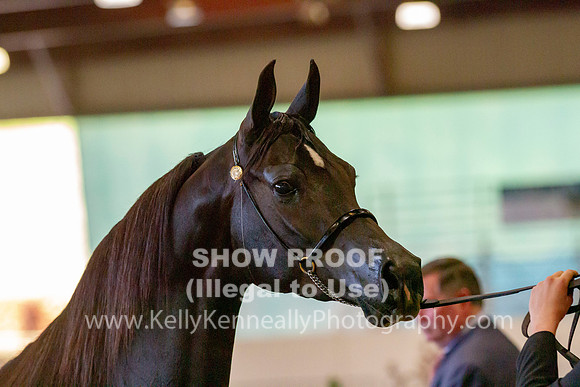 AHANC19_B_PS_Halter_6002