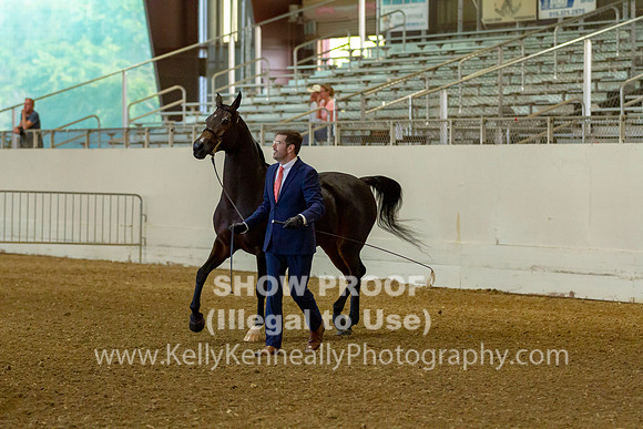AHANC19_B_PS_Halter_5972