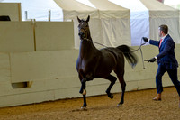 Class 302 Pacific Slope Champ HA/AA Mare Breeding