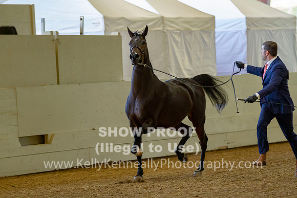 AHANC19_B_PS_Halter_5965